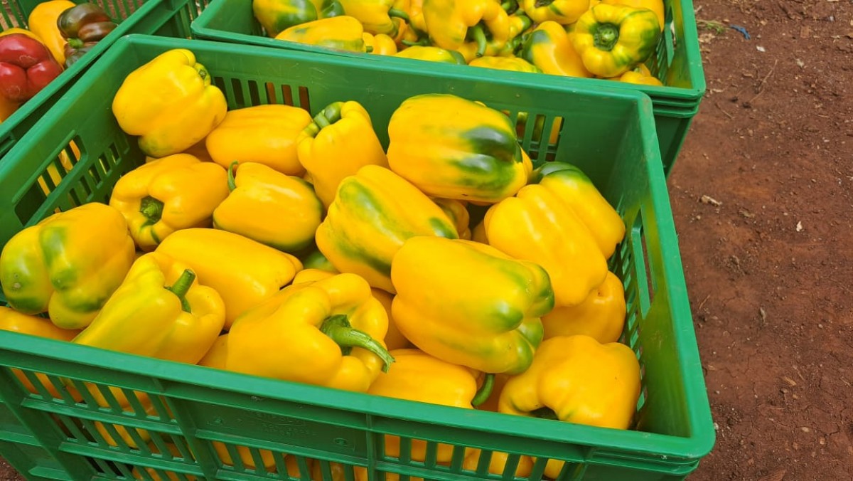 Red and Yellow Capsicum from Kenya